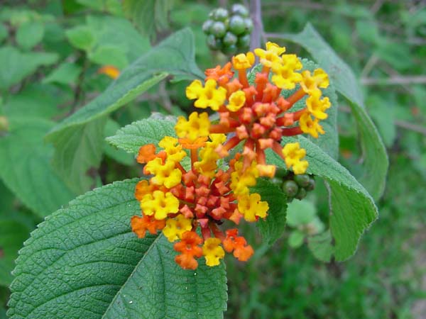 lantana